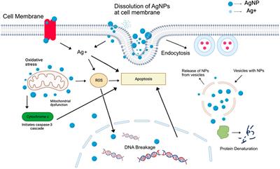 Plant-mediated synthesis of silver nanoparticles: unlocking their pharmacological potential–a comprehensive review